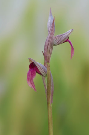 A vertical closeup shot of a blooming wild tongue orchidの写真素材