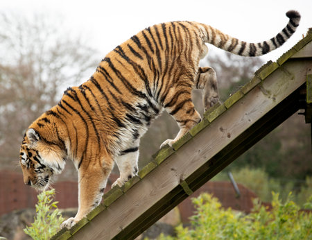 The tiger on the wooden board. Side view.の写真素材