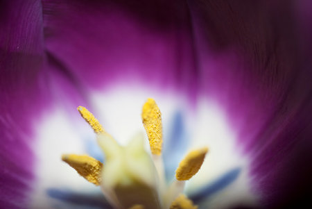 Tulipan flower gift valentines day, love sign, romantic detail, Liliaceae in Guatemala.の写真素材