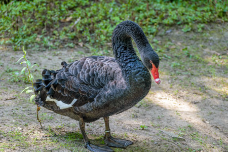 A beautiful black swan perched in a parkの写真素材