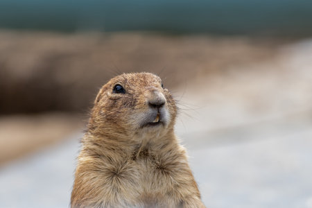 A closeup shot of a black-tailed prairie dogの写真素材