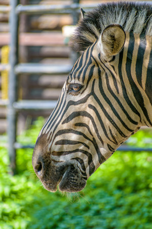 A vertical side shot of a zebraの写真素材