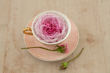 A closeup of a pink garden rose in a teacup on a saucer on the tableの写真素材