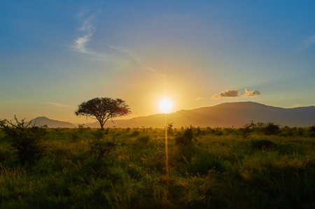 A beautiful vie of the sunset over the field with grass, trees and mountainsの写真素材