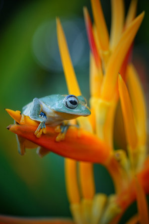 A closeup of the small colorful; frog with the blurred backgroundの写真素材