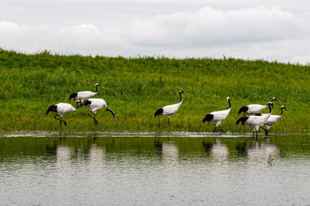 Many red-crowned cranes standing on a grassy shore near wateの写真素材
