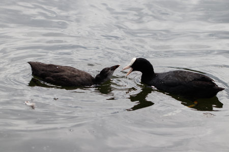 A scenic view of coots swimming in the lakeの写真素材