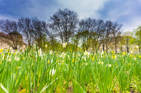 Springtime at a garden with beautiful yellow and white blooming daffodilsの写真素材