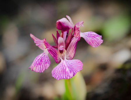 A closeup shot of a blooming rare hybrid orchidの写真素材