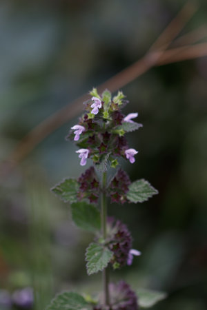 A closeup of a colorful flower with the blurred backgroundの写真素材