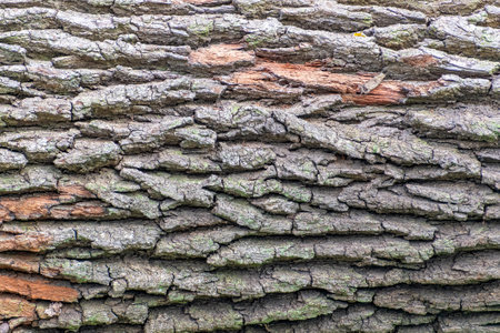 A closeup shot of a cracked wooden bark surface