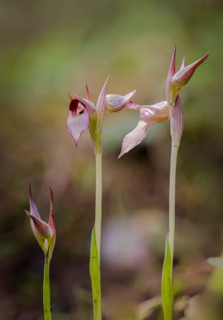 A vertical shot of a beautiful tongue orchid, outdoorsの写真素材