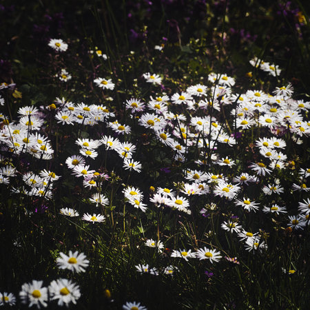 A closeup shot of beautiful daisies blooming in the fieldの写真素材