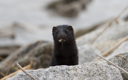 A closeup shot of an American ferret on a blurred background