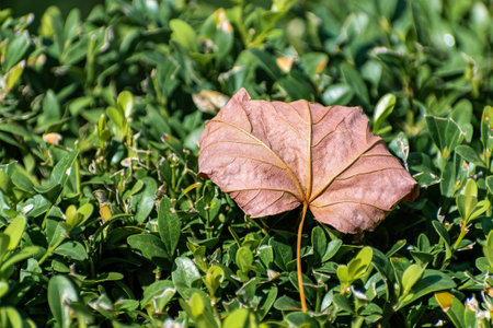 A selective focus shot of a fallen autumn leaf on plantsの写真素材