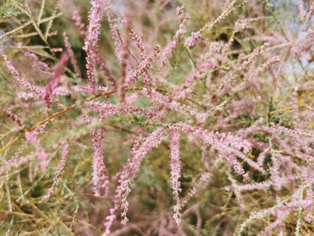 A closeup shot of blossomed tamarix in the surroundings of Manzanares river in Madridの写真素材
