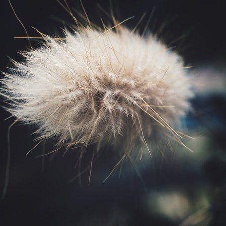 A white dandelion on a blurry dark meadow background