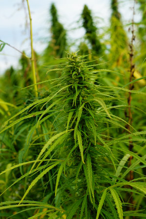 Fruit stand of a hemp plant in a field. Commercial hemp for oil production without THC.