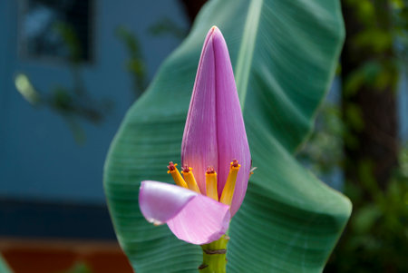 Tropical bananas on a banana tree in Guatemala. Musa paradisiaca.の写真素材