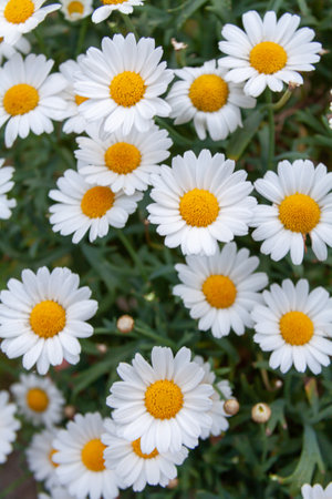 A selective closeup of daisy flowers in a gardenの写真素材