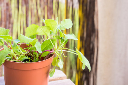 A closeup shot of seedlings on a potの写真素材