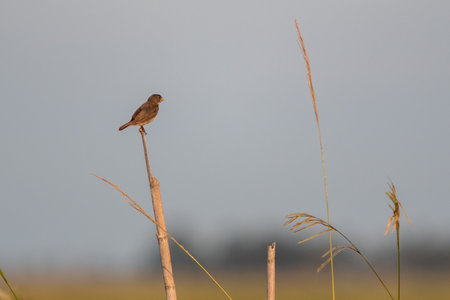 A closeup of a double-collared seedeater perched on wood in a field under the sunlightの写真素材