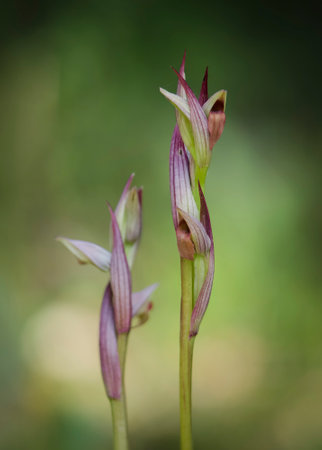 A vertical shot of a beautiful small-flowered tongue orchid, outdoorsの写真素材