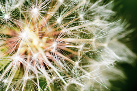 A selective focus shot of a blooming dandelion growing on the garden