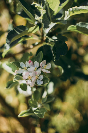 A vertical closeup shot of a tree branch with cherry blossomsの写真素材