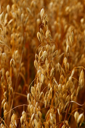 Ripe oat ears in a field on harvest day in summer.