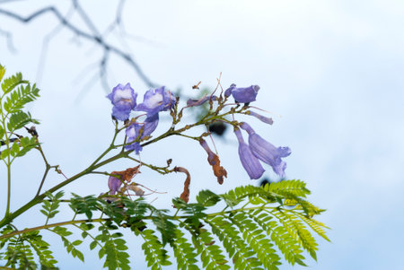 Flower  Jacaranda in Guatemala, Jacaranda mimosifolia. Central America.
