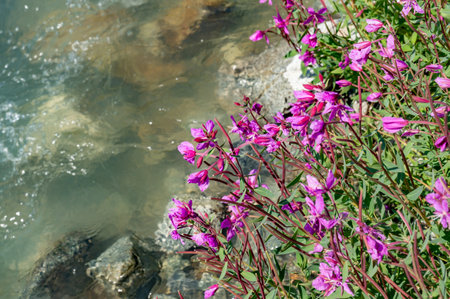 A beautiful shot of fireweed flowering plants growing near the water streamの写真素材