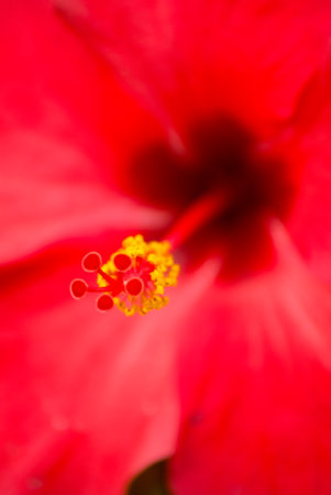 Tropical bright Hibiscus or hibiscos in Guatemala in Central America.の写真素材