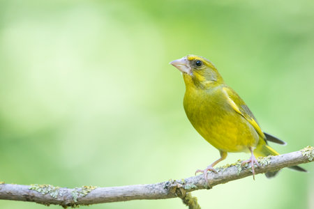 A selective focus of a greenfinch bird perched on a small branch against a blurred backgroundの写真素材