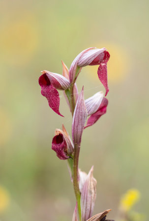 A vertical shot of a beautiful tongue orchid, outdoorsの写真素材