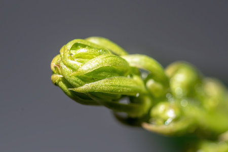 A selective focus shot of a sprout of a green flowering platの写真素材