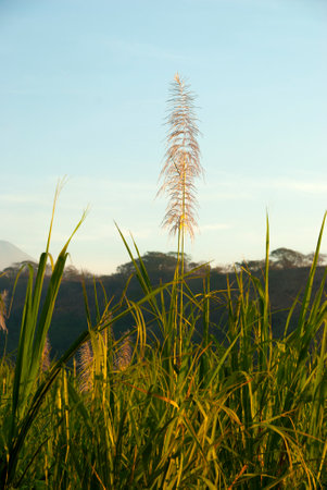 Tropical sugar Cane Flowers at Sunset in Guatemala. Saccharum officinarumの写真素材
