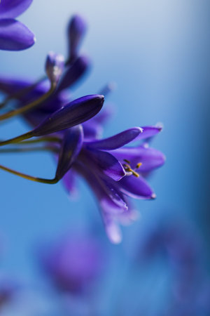 A vertical selective focus shot of beautiful African lilies