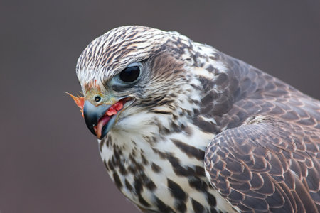 A closeup of a hawk eating its prey in the daylight with a blurry background