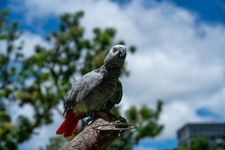 Portrait of Grey parrot , psittacus erithacus, against blue cloudy sky. Horizontal shotの写真素材