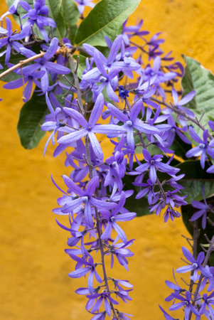 Petrea Flowers. Nazareno in Guatemala. Petrea volubilis, Petrea kohautiana.の写真素材