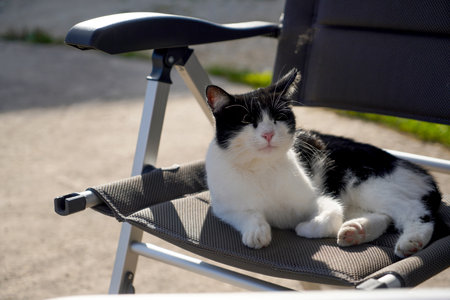 A view of a cute black and white cat lying on the chairの写真素材