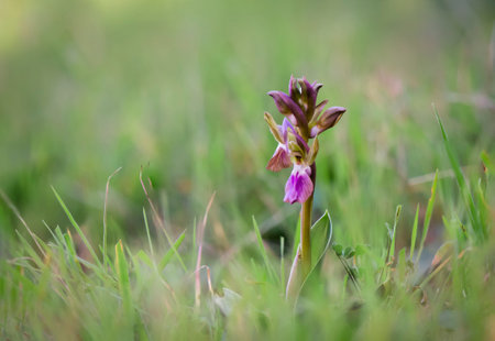 A closeup shot of a Fan-lipped Orchid in a meadow on a blurred backgroundの写真素材