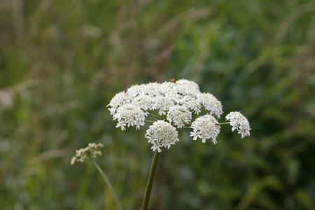 A scenic view of a Cow Parsnip flower on a blurred background