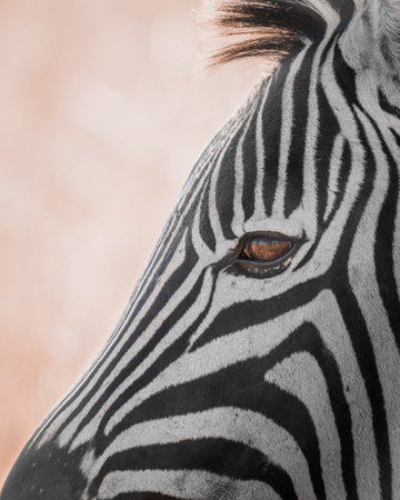 An abstract photo of a zebra in South Africa's Rietvlei Nature Reserve.