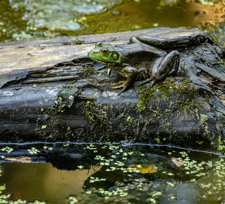 A frog on a tree log in the lakeの写真素材