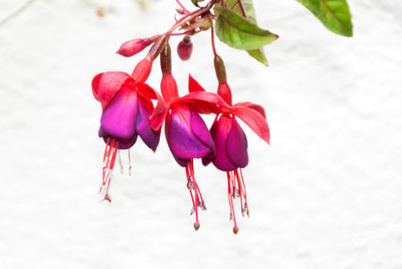 Fuchsia sp multi color flower in Guatemala. Colorful organic flower in tropical area of central america, detail of beauty, love and gardening.の写真素材