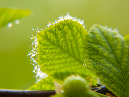A selective focus of green leaves with frost against a blurred background