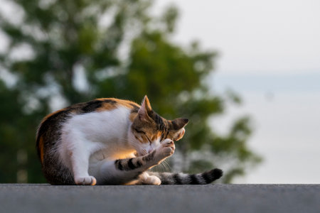A cute cat licking itself while lying outdoorsの写真素材
