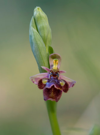A vertical closeup shot of a blooming wild hybrid orchid flowerの写真素材